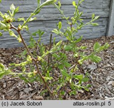 Crataegus holmesiana (głóg nietypowy)