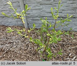 Crataegus holmesiana (głóg nietypowy)