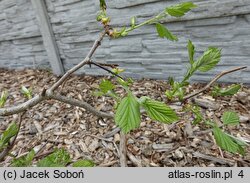 Crataegus holmesiana (głóg nietypowy)