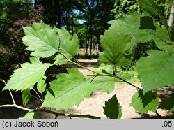 Crataegus submollis (głóg owłosiony)