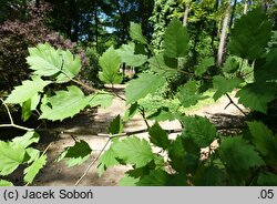 Crataegus submollis (głóg owłosiony)