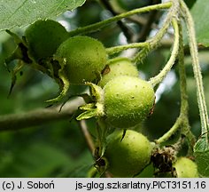 Crataegus intricata