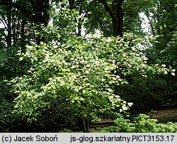 Crataegus intricata