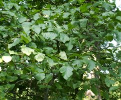 Crataegus intricata