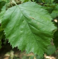 Crataegus intricata