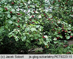 Crataegus intricata