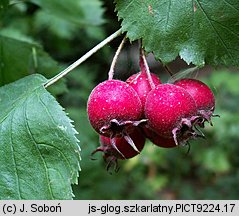 Crataegus intricata