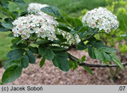 ×Crataegosorbus cv. Granatnaja (głogojarząb 'Granatnaja')