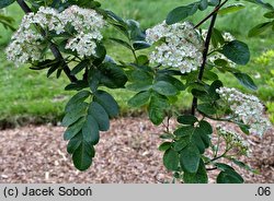 ×Crataegosorbus cv. Granatnaja (głogojarząb 'Granatnaja')