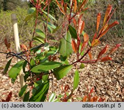 Photinia ×fraseri (głogownik Frasera)