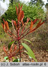 Photinia ×fraseri (głogownik Frasera)