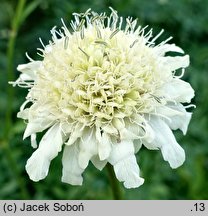 Cephalaria gigantea (głowaczek olbrzymi)