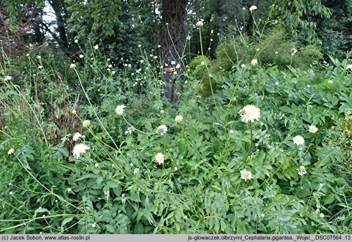 Cephalaria gigantea (głowaczek olbrzymi)