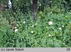 Cephalaria gigantea (głowaczek olbrzymi)