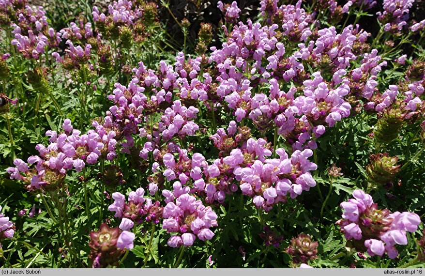 Prunella grandiflora Pink Loveliness