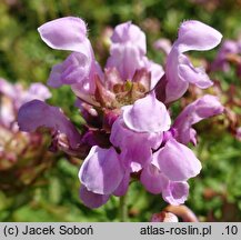 Prunella grandiflora Pink Loveliness
