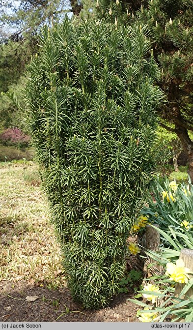 Cephalotaxus harringtonia Fastigiata