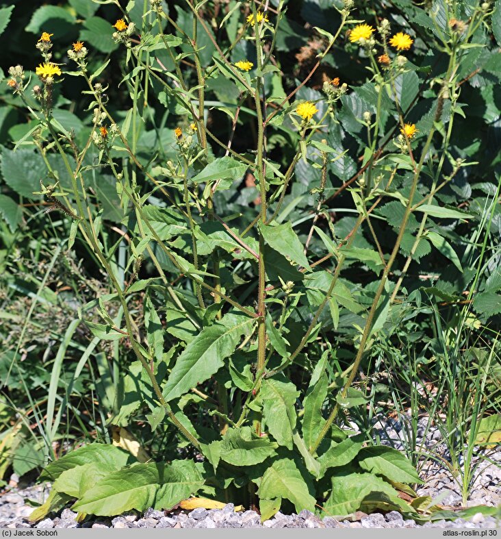 Picris hieracioides ssp. grandiflora (goryczel jastrzębcowaty wielkokwiatowy)