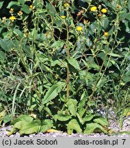 Picris hieracioides ssp. grandiflora (goryczel jastrzębcowaty wielkokwiatowy)