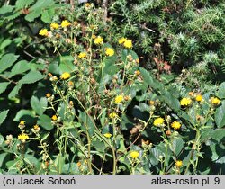 Picris hieracioides ssp. grandiflora (goryczel jastrzębcowaty wielkokwiatowy)