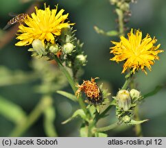 Picris hieracioides ssp. grandiflora (goryczel jastrzębcowaty wielkokwiatowy)