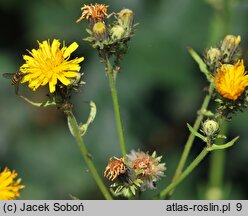 Picris hieracioides ssp. grandiflora (goryczel jastrzębcowaty wielkokwiatowy)