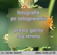 Picris hieracioides ssp. grandiflora (goryczel jastrzębcowaty wielkokwiatowy)