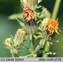 Picris hieracioides ssp. grandiflora (goryczel jastrzębcowaty wielkokwiatowy)