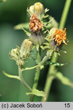 Picris hieracioides ssp. grandiflora (goryczel jastrzębcowaty wielkokwiatowy)