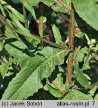 Picris hieracioides ssp. grandiflora (goryczel jastrzębcowaty wielkokwiatowy)