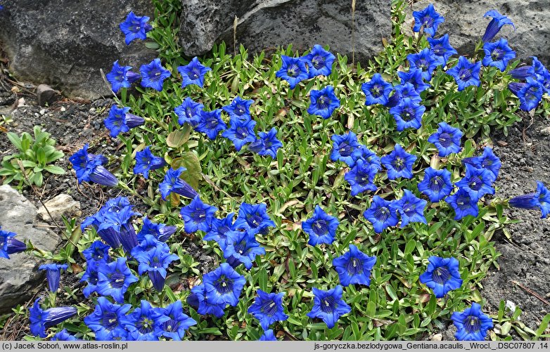 Gentiana acaulis (goryczka bezłodygowa)