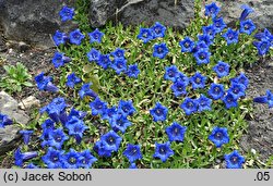 Gentiana acaulis (goryczka bezłodygowa)