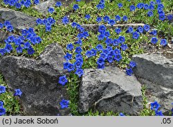 Gentiana acaulis (goryczka bezłodygowa)