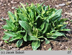 Gentiana tibetica (goryczka tybetańska)