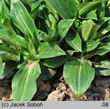 Gentiana tibetica (goryczka tybetańska)