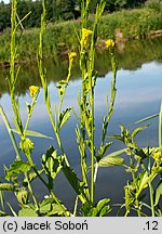 Barbarea stricta (gorczycznik prosty)