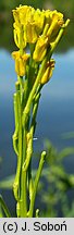 Barbarea stricta (gorczycznik prosty)