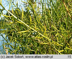 Barbarea stricta (gorczycznik prosty)