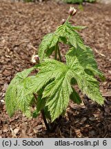 Hydrastis canadensis (gorzknik kanadyjski)