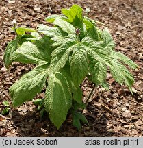 Hydrastis canadensis (gorzknik kanadyjski)