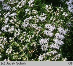 Drypis spinosa