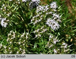 Drypis spinosa