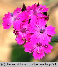 Dianthus pontederae