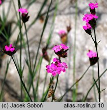 Dianthus pontederae