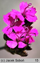 Dianthus pontederae