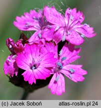 Dianthus pontederae