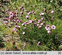 Dianthus carthusianorum ssp. saxigenus (goździk kartuzek skalny)