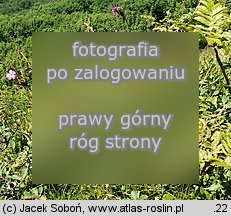 Dianthus carthusianorum ssp. saxigenus (goÅºdzik kartuzek skalny)