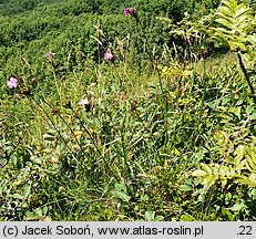 Dianthus carthusianorum ssp. saxigenus (goździk kartuzek skalny)