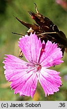 Dianthus carthusianorum ssp. saxigenus (goździk kartuzek skalny)